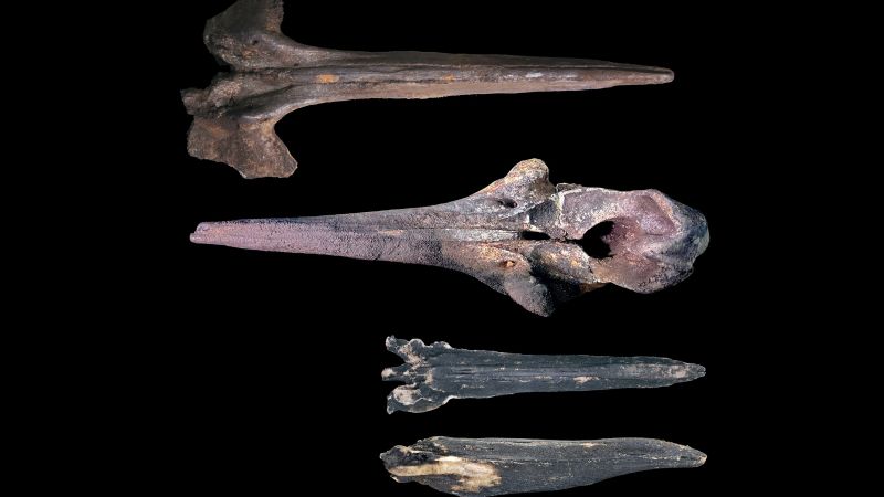 Scientists discover one of the largest whale graveyards in the Indian Ocean