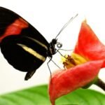 Scientists uncover longevity secrets of butterflies living 25 times longer than relatives