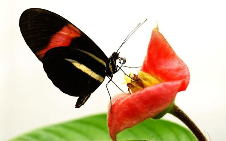 Scientists uncover longevity secrets of butterflies living 25 times longer than relatives