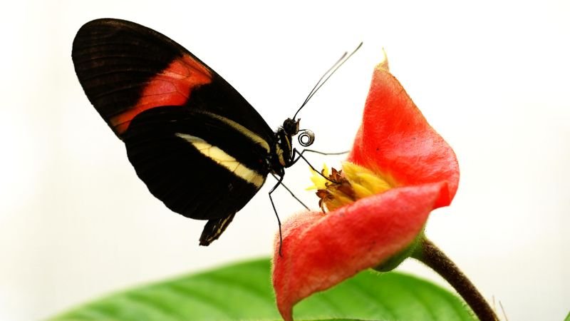 Scientists uncover longevity secrets of butterflies living 25 times longer than relatives