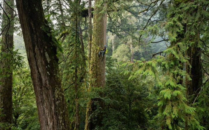 Taiwan researchers discover East Asia's tallest tree, named Heaven Sword