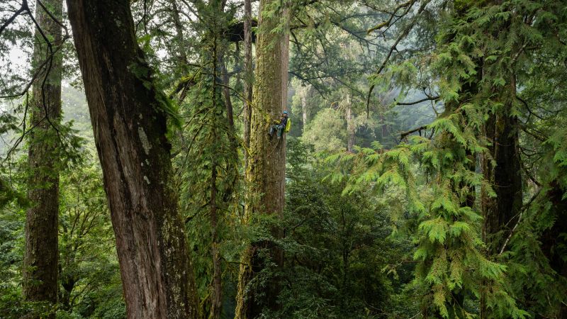 Taiwan researchers discover East Asia's tallest tree, named Heaven Sword