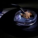 Brazil employs forensic science to combat illegal gold mining and protect the Amazon
