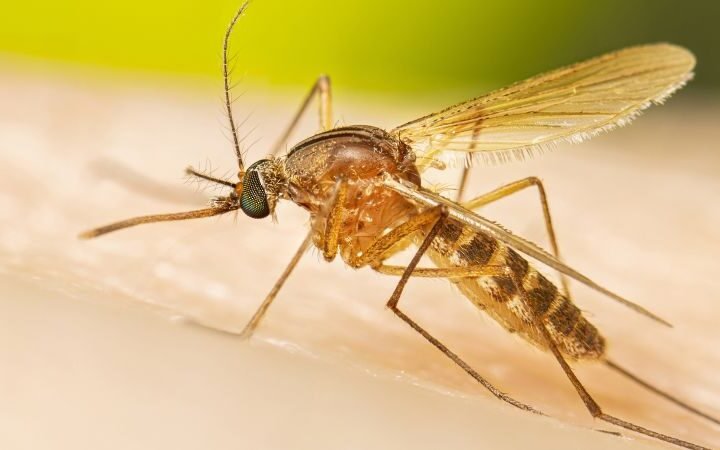 Early West Nile virus season raises concerns over potential spike in infections