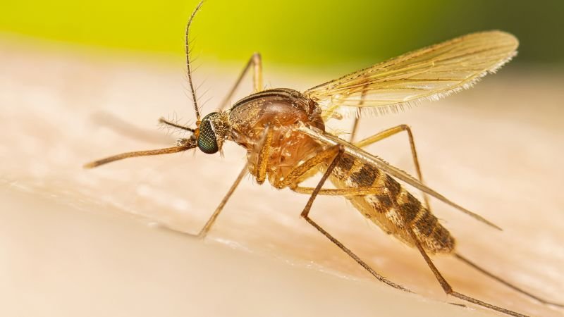 Early West Nile virus season raises concerns over potential spike in infections