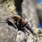 Eleven-year-old Canadian boy dies from rabies after contact with bat during holiday