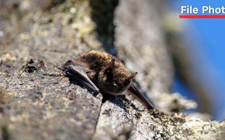 Eleven-year-old Canadian boy dies from rabies after contact with bat during holiday