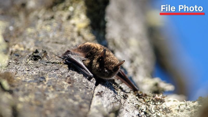 Eleven-year-old Canadian boy dies from rabies after contact with bat during holiday