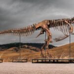 Fossil discovered in South Dakota could become world's most expensive T. rex at auction