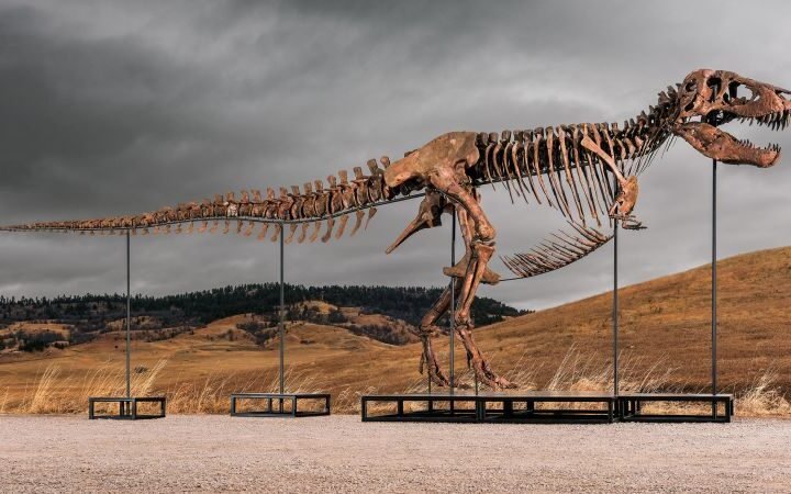 Fossil discovered in South Dakota could become world's most expensive T. rex at auction