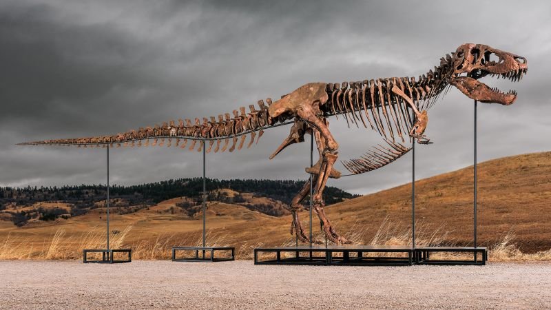 Fossil discovered in South Dakota could become world's most expensive T. rex at auction