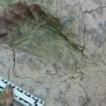 Fossil footprints reveal new insights into the size and social behavior of 'Nutcracker Man'