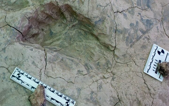 Fossil footprints reveal new insights into the size and social behavior of 'Nutcracker Man'