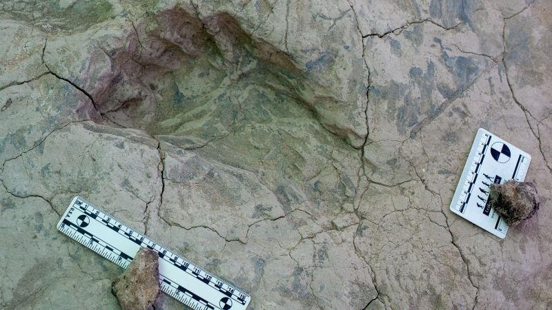 Fossil footprints reveal new insights into the size and social behavior of 'Nutcracker Man'