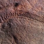 Fossils reveal ancient sea creature's propensity for right-handedness