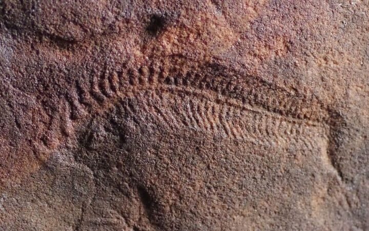 Fossils reveal ancient sea creature's propensity for right-handedness