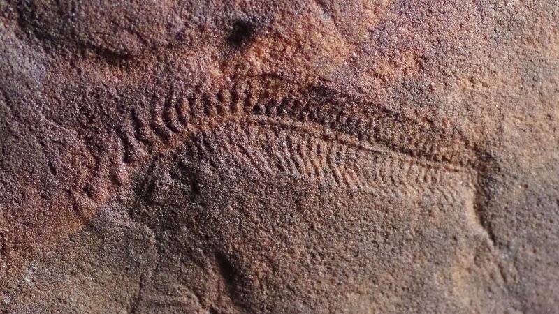 Fossils reveal ancient sea creature's propensity for right-handedness