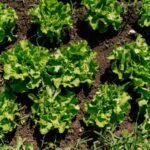 Investigations ongoing as cyclospora outbreaks linked to human contamination surge in the US