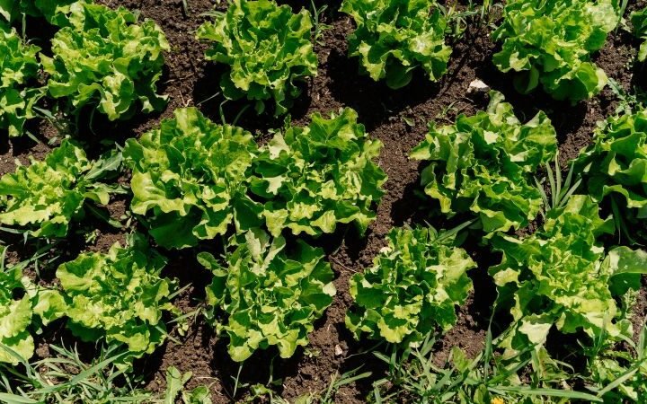 Investigations ongoing as cyclospora outbreaks linked to human contamination surge in the US
