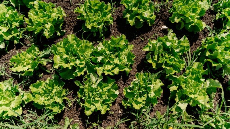 Investigations ongoing as cyclospora outbreaks linked to human contamination surge in the US