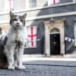 Larry the cat greets Andy Burnham as he takes office as prime minister