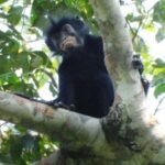 New monkey species with distinct orange lips identified in the Democratic Republic of Congo