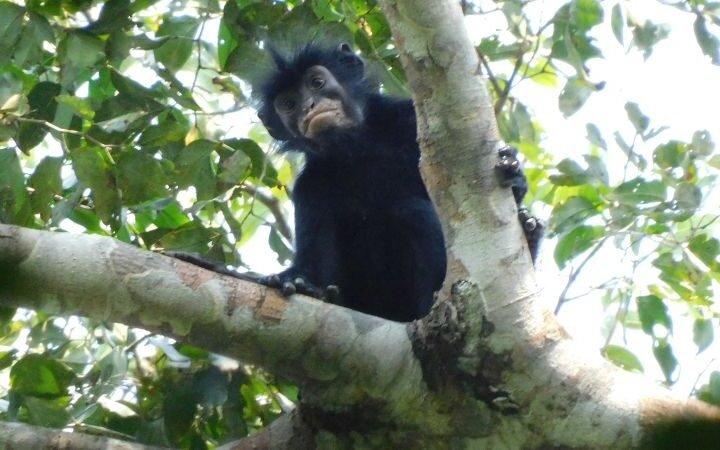 New monkey species with distinct orange lips identified in the Democratic Republic of Congo