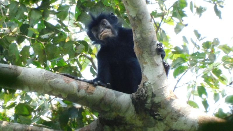 New monkey species with distinct orange lips identified in the Democratic Republic of Congo