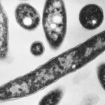New York City declares end of Legionnaires' disease outbreak after seven deaths and 84 hospitalizations