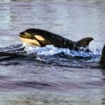 Orcas demonstrate new feeding strategy by ramming and exploding sunfish in Mexico