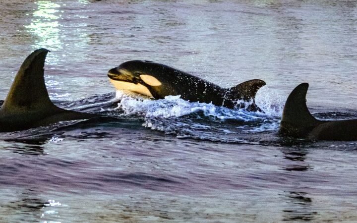 Orcas demonstrate new feeding strategy by ramming and exploding sunfish in Mexico