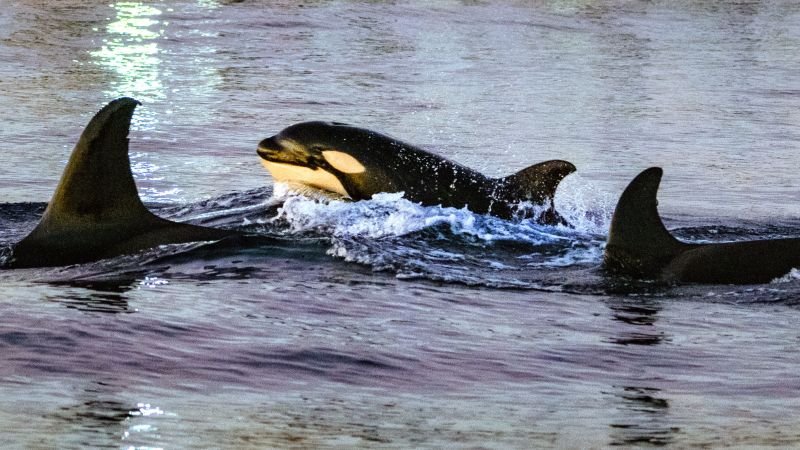 Orcas demonstrate new feeding strategy by ramming and exploding sunfish in Mexico