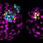 Research indicates significant advances in human embryo gene editing raise ethical concerns