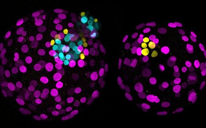 Research indicates significant advances in human embryo gene editing raise ethical concerns