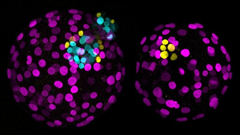Research indicates significant advances in human embryo gene editing raise ethical concerns