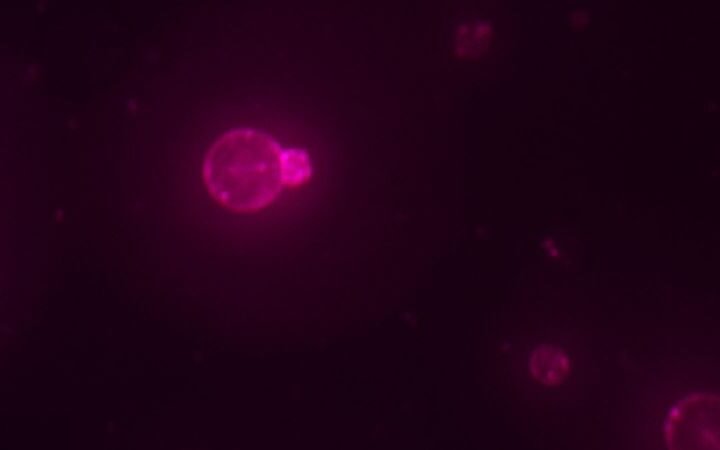 Scientists create synthetic cell that can feed, grow and replicate like natural cells