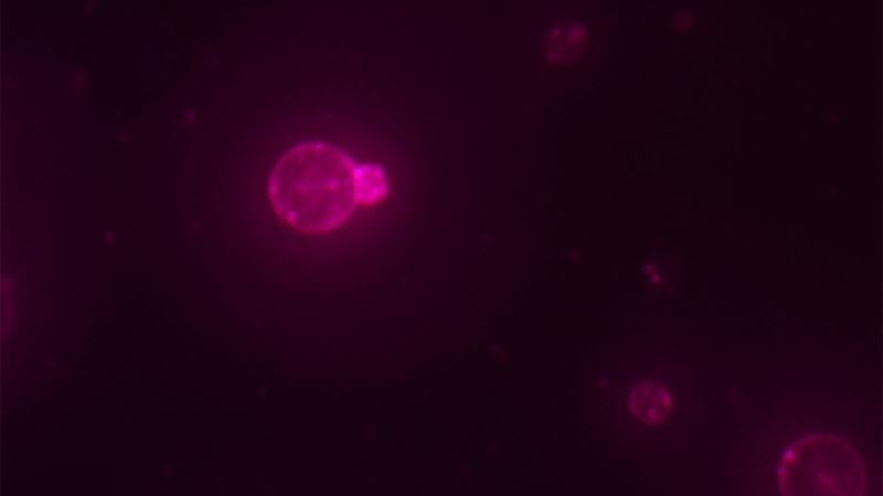 Scientists create synthetic cell that can feed, grow and replicate like natural cells