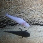Scientists identify rare eyeless cavefish species in Alabama, named after 'Stranger Things' monster