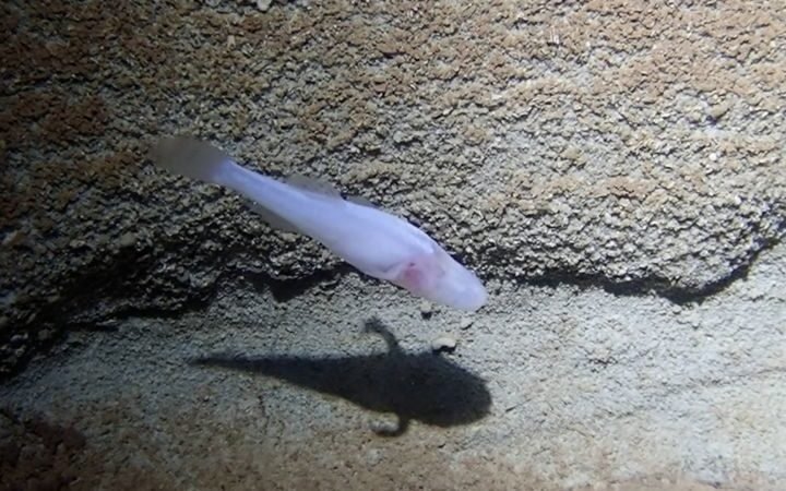 Scientists identify rare eyeless cavefish species in Alabama, named after 'Stranger Things' monster