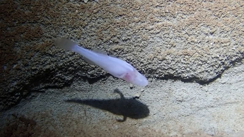 Scientists identify rare eyeless cavefish species in Alabama, named after 'Stranger Things' monster
