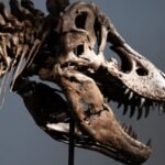 T. rex fossil breaks auction record, selling for $50.1 million at Sotheby’s