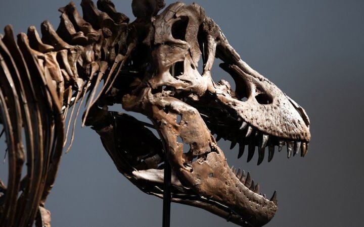 T. rex fossil breaks auction record, selling for $50.1 million at Sotheby’s