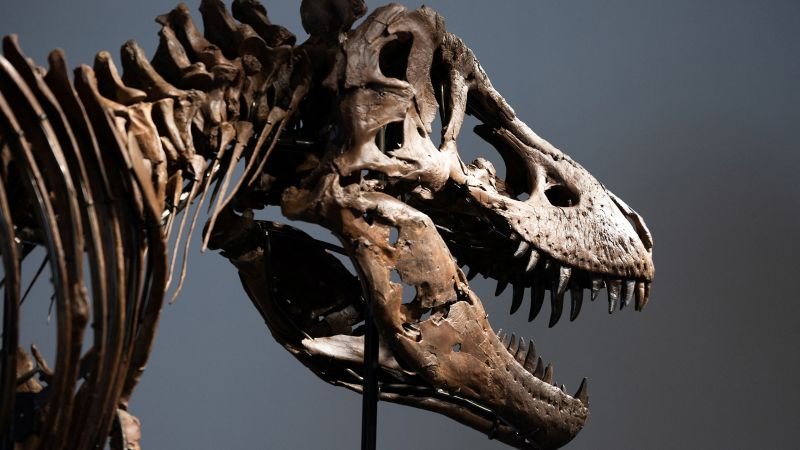 T. rex fossil breaks auction record, selling for $50.1 million at Sotheby’s