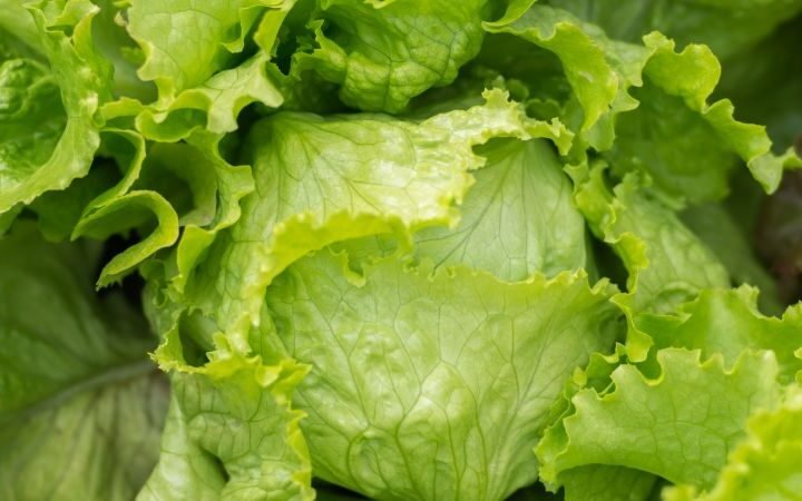 Taylor Farms recalls iceberg lettuce in 27 states over cyclospora contamination concerns