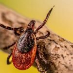 The rise of disease-carrying bugs poses increasing risks across the United States