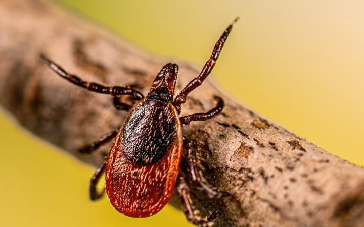 The rise of disease-carrying bugs poses increasing risks across the United States