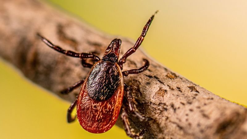 The rise of disease-carrying bugs poses increasing risks across the United States