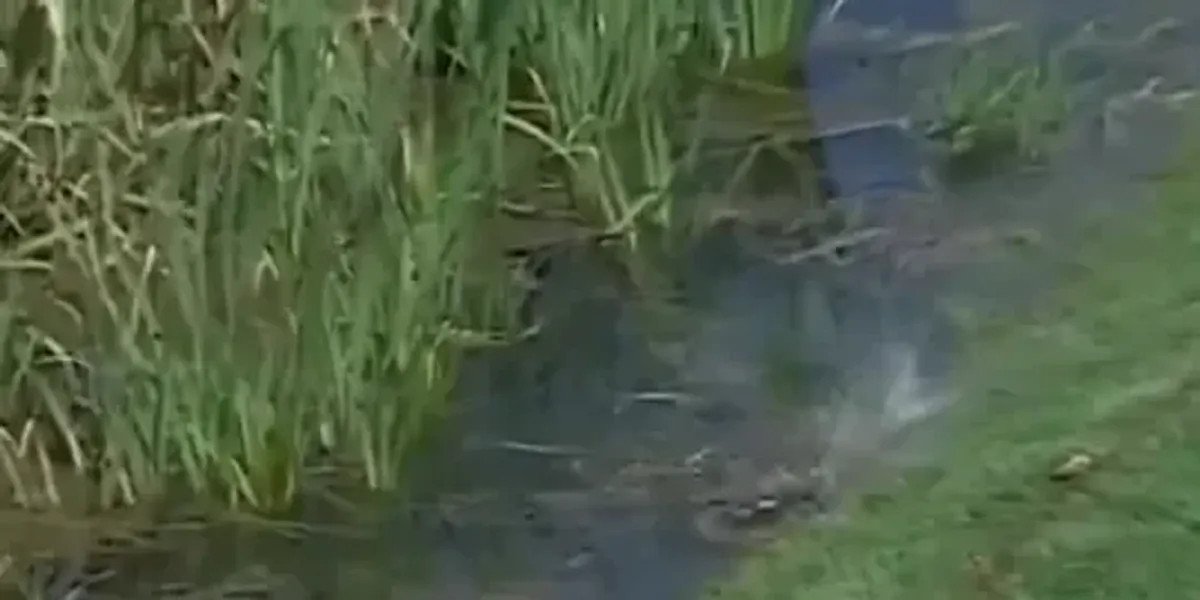Charl Schwartzel's ball swallowed by fish during LIV Golf tournament at Bedminster