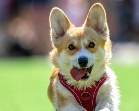 Corgis gather in Vilnius for international race celebrating the beloved breed