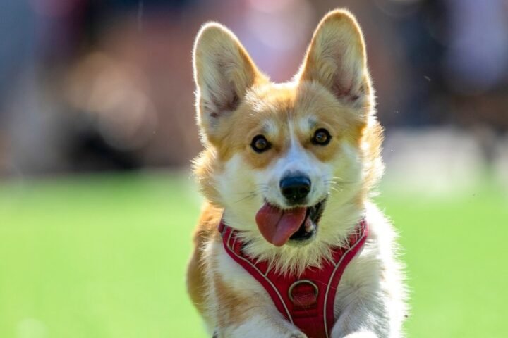 Corgis gather in Vilnius for international race celebrating the beloved breed